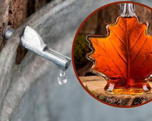 Wiosenna regeneracja po zimie. Poprawia odporność i odmładza. Zbierzesz go właśnie teraz. Sok z klonu jest smaczniejszy niż z brzozy