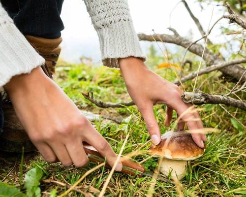 Najzdrowszy grzyb? Możesz się zdziwić. Takie właściwości mają popularne grzyby leśne i hodowlane – spożywcze i w suplementach diety