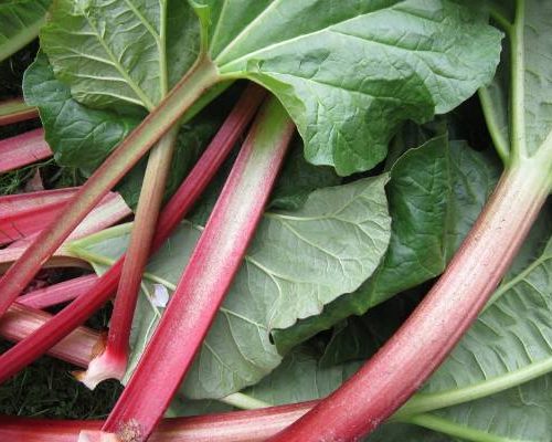 Rabarbar to letni superfood pełen smaku. Pomaga schudnąć i łagodzi alergie. Sprawdź przepis na fit ciasto z rabarbarem