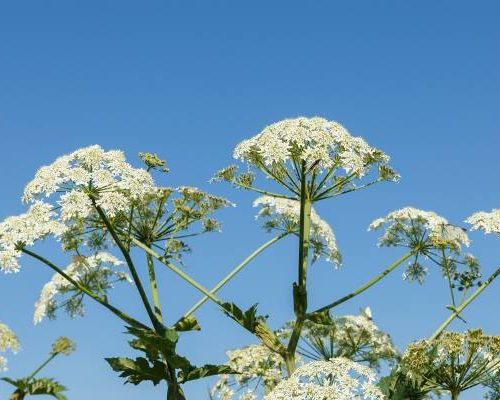 Nie dotykaj nigdy tych roślin! Kontakt z nimi zagraża poparzeniem, a także zatruciem. To nie tylko krzew Mojżesza i barszcz Sosnowskiego