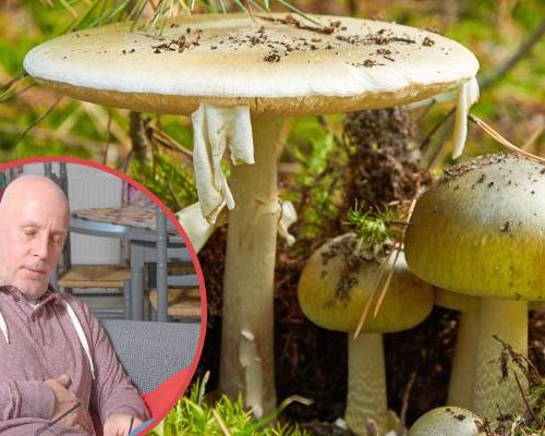 Takie objawy mogą świadczyć o zatruciu grzybami. Nie lekceważ ich! Wezwij pomoc, bo może ucierpieć Twoje życie lub zdrowie