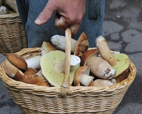 Jesienne grzybobranie nie dla każdego. Kto powinien unikać grzybów? Te dwie grupy osób muszą na nie szczególnie uważać