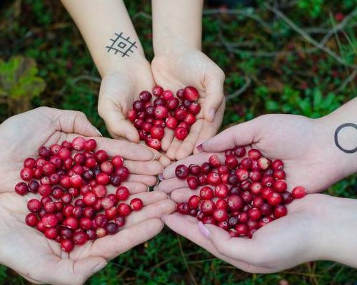 Naturalny lek czy ukryte zagrożenie? Żurawina – niesamowite właściwości, ale i lista przeciwwskazań, które musisz znać