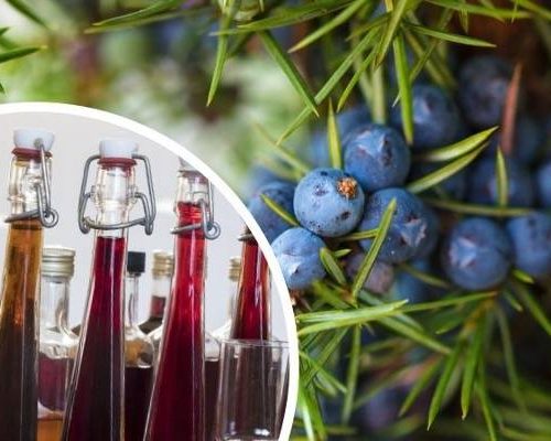 Jałowcówka to nie trunek, tylko leczniczy przetwór. Pomaga na niestrawność, bóle stawów i problemy z nerkami. Sprawdź przepis!