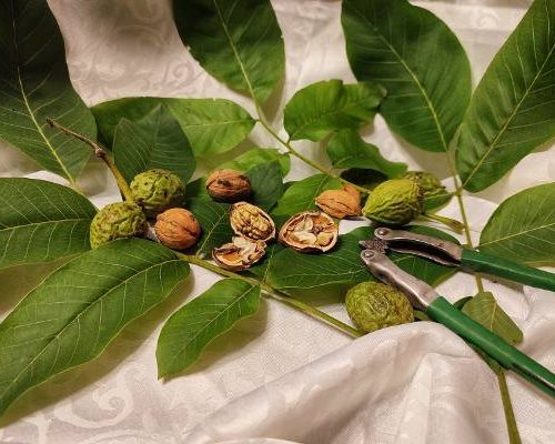 Orzechy włoskie mają moc właściwości zdrowotnych. Wspierają serce i mózg. Sprawdź, na co pomaga olejek z orzechów włoskich i orzechówka