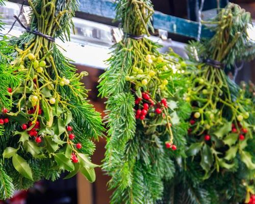 Jemioła to symbol świąt, ale ma wiele leczniczych właściwości. Stosuj ją na nadciśnienie i miażdżycę. Uspokoi i poprawi trawienie