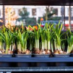 Plastikowe doniczki odchodzą do lamusa. Nowe przepisy UE