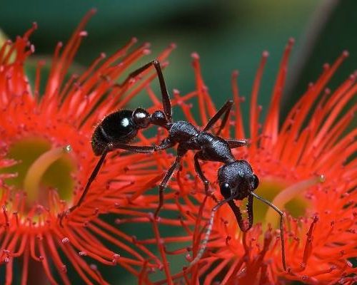 Uważaj na feriach: śmiertelne niebezpieczeństwo w ciepłych krajach, które ledwo dostrzeżesz gołym okiem. Roznoszą choroby i pasożyty!