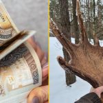 Szukasz dodatkowego zarobku? Sprawdź, ile możesz zarobić na porożu