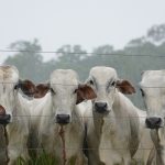 W Unii pojawiło się mięso z zakazanym hormonem wzrostu. Jest reakcja Komisji Europejskiej