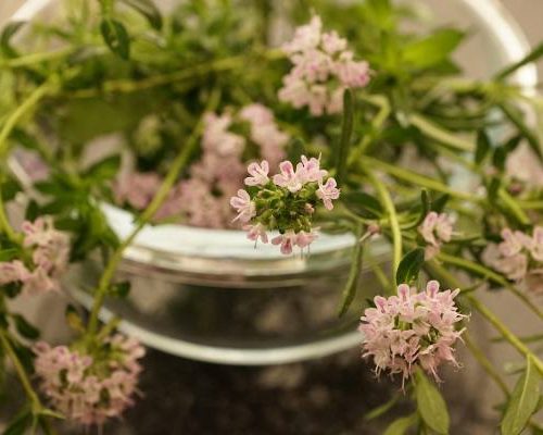 Tymianek sprawdzi się jako przyprawa, ale też wyleczy trądzik. Wypróbuj właściwości macierzanki tymianku oraz olejku tymiankowego