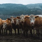 Rosyjska, szalona masakra krów. Co się dzieje na Syberii?