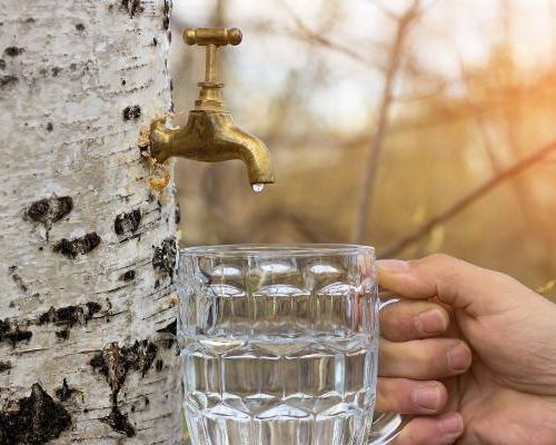 Oskoła to wiosenny eliksir prosto z drzew. Sięgnij po niego właśnie teraz