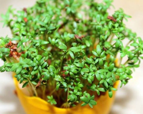 Chrom, witaminy i szybki wzrost. Rzeżucha to roślina idealna do codziennej diety