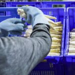 Niemcy boją się o ukochane szparagi. Polacy nie chcą już ich zbierać?