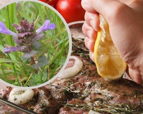 To wszechobecne zioło wspiera trawienie i odtruwa organizm. Wykorzystaj jego prozdrowotne właściwości