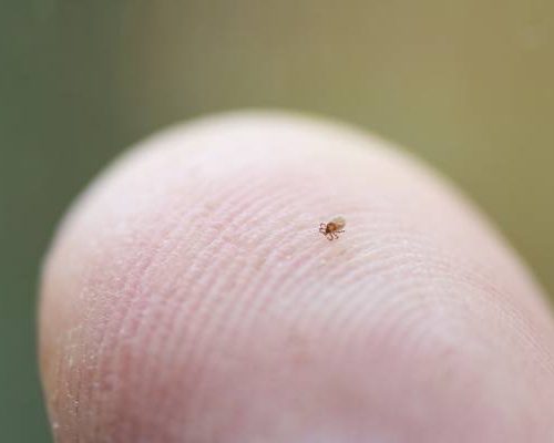 Nowy pieprzyk? Ostrożnie! To może być nimfa kleszcza. Zobacz, dlaczego nimfy kleszcza są groźniejsze od dorosłych kleszczy