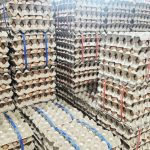Polska jajeczną potęgą. Rekordowy eksport i wzrost krajowego spożycia